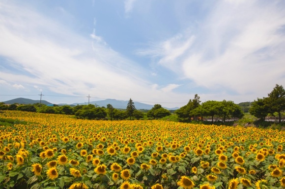 Sunflower Season Sunflower Korean Movie Eng Sub 50 PCS Purple