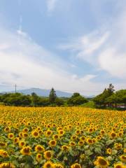 Kim Kyoung Sook Sunflower Farm