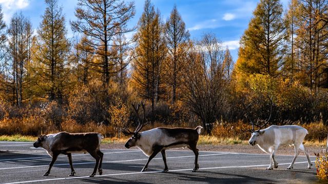 Aoluguya Primitive Tribe