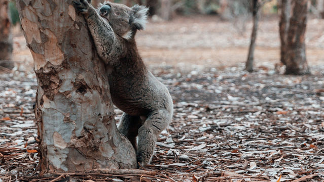 Mikkira Station Koala Sanctuary
