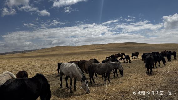 Shandan Royal Horse Farm Scenic Area - No. 1 Farm