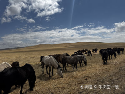 Shandan Royal Horse Farm Scenic Area - No. 1 Farm