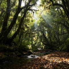 MAO MAO HAN User Photo