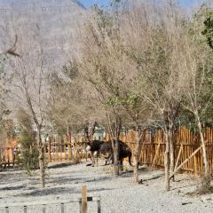 金丝路驿站风味餐厅のユーザー投稿写真