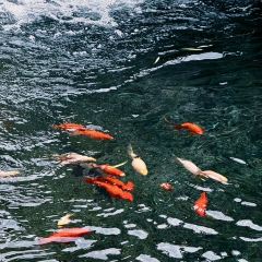 孙家糖油条 User Photo