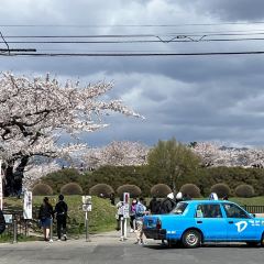 Menchuubo Ajisai Main Branch User Photo