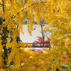 麥當勞（常州西瀛裡店）張用戶圖片