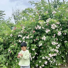 花園主義（九里拾院店）張用戶圖片