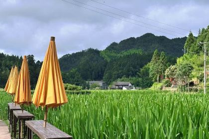 花筑·景宁雲中自在居(云中大漈店)·农家特色饭店