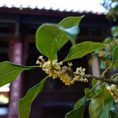 Amandayan Tea House Bistro User Photo