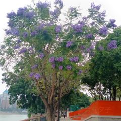 漢堡王（梅嶺觀海店）張用戶圖片