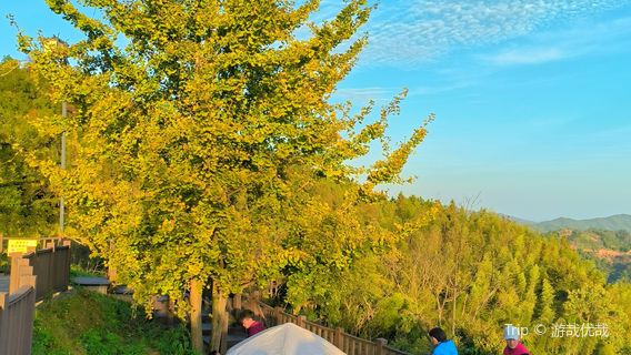 Ancient Ginkgo Tree in Aobei Village