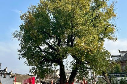 五弟嫂酒釀茶飲店