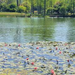 M Stand(麓湖美食岛店) User Photo