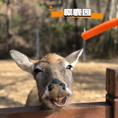 哎呀妈妈哟岚山豆腐木柴大锅鱼 User Photo