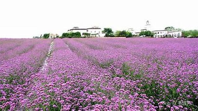 Peach Blossom Village