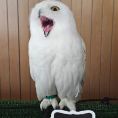 Boomah, The Owl Café User Photo