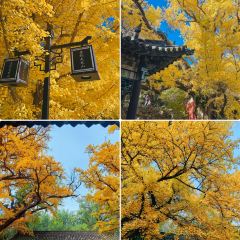 杨记灌肠(食品街店) User Photo