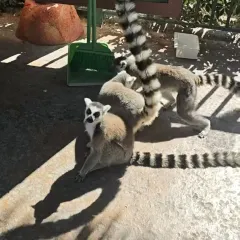 鴿皇餐廳·16年老字號·專業做鴿（東城店）張用戶圖片