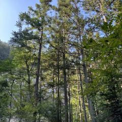 罗田天堂寨吊锅(英山店) User Photo