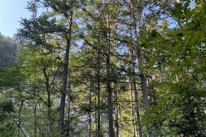 罗田天堂寨吊锅(英山店)