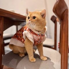 貓和魚創意廚房（元帥路店）張用戶圖片