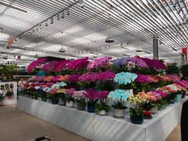 北京花乡花卉创意园