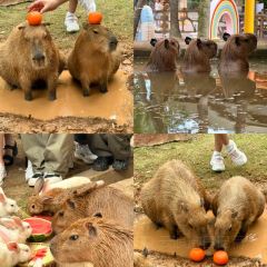 糖潮糖水鋪（省府店）張用戶圖片