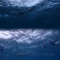 Outback Steakhouse User Photo