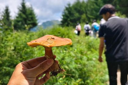 卧龙山中酒寨