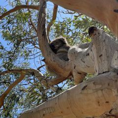 Kafe Koala User Photo