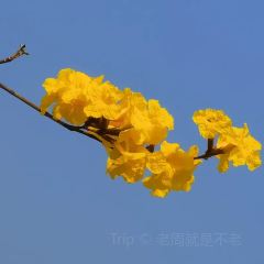 云漫半山.露营烧烤.下午茶 User Photo