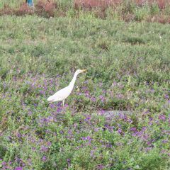 枇杷熟了coffee User Photo