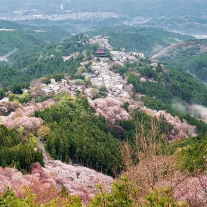 吉野山 上千本