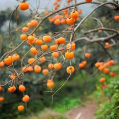 宝马生态农庄·柴火鸡(宝马店) User Photo