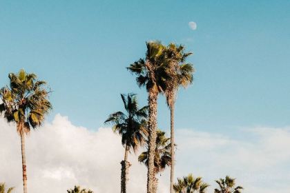 The Mission - Mission Beach