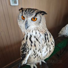 Boomah, The Owl Café User Photo