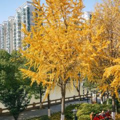 麥當勞（常州西瀛裡店）張用戶圖片