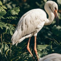 Baijiazhaobing User Photo