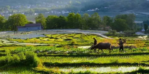 陽坡梯田
