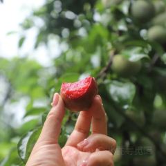翁源县三华李 User Photo