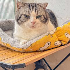 MioCat&Dessert猫咖 User Photo