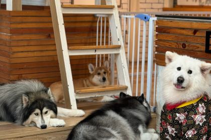 Omakase Don by Teppen