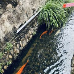 新月集庭院民宿咖啡馆 ảnh của người dùng
