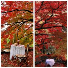 义远有机农场餐厅 User Photo