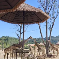 鴿皇餐廳·16年老字號·專業做鴿（東城店）張用戶圖片