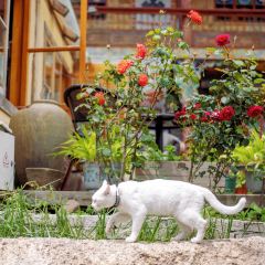 九寨溝青稞藏餐廳張用戶圖片