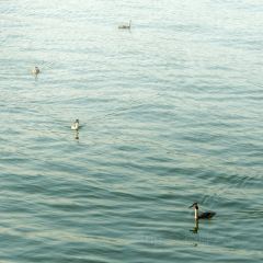 观湖台 User Photo