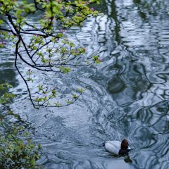 PINGJIANGSONG SUZHOU CUISINE IN GARDENS User Photo