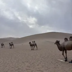 李广记杏皮茶 User Photo